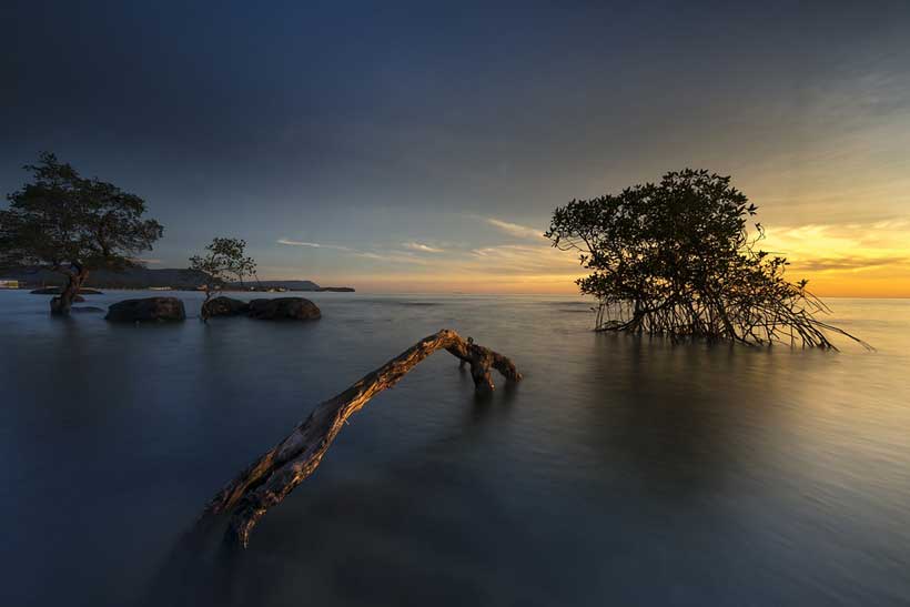 The wonder trees that nurture marine biodiversity - Modern Diplomacy