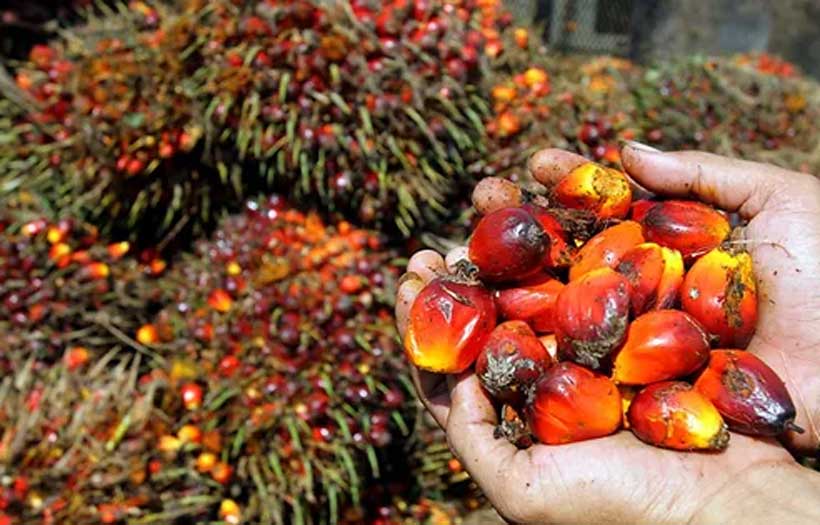 Palm oil's future is sustainable; the discourse is stuck in the