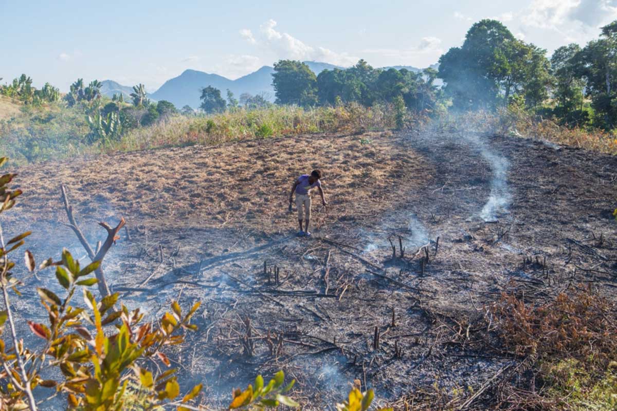 Slash And Burn Agriculture Africa