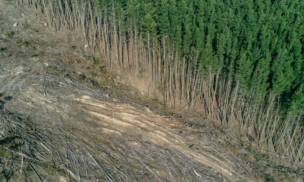 Deforestation cuts through community as well as biodiversity - Vimarsana News