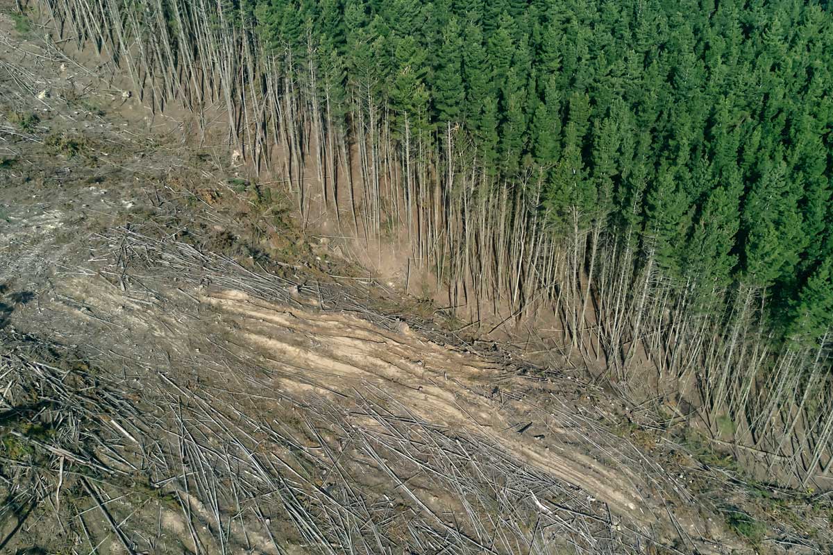 deforestation solutions