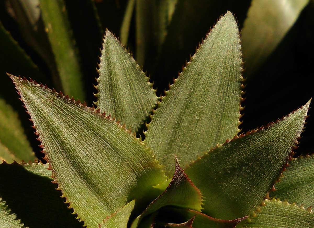 Sisal Fibers - Natural Cellulose Leaf Fibers from Plants or