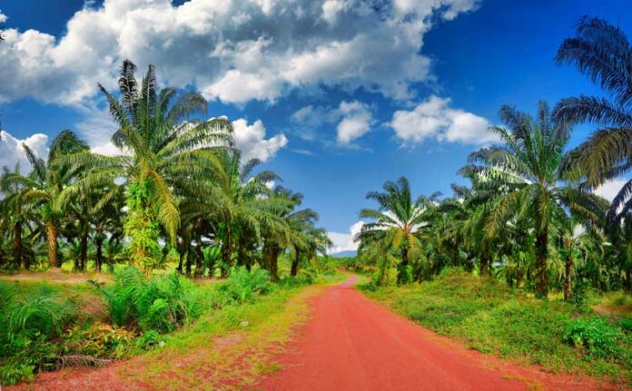 palm-oil