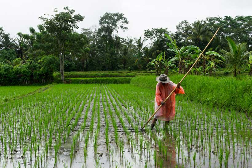 Ketergantungan Indonesia pada beras: perspektif ekonomi politik internasional