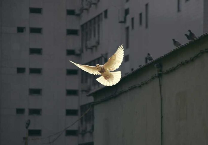 peace